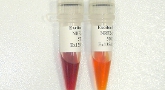 thiazole orange and thiazole pink