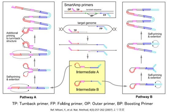 PCR/SmartAmp®法の原理